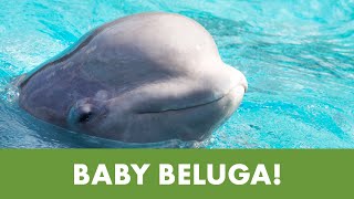 Meet SeaWorld San Antonios New Beluga Calf [upl. by Yesnel]