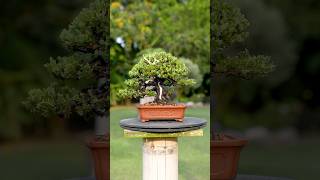 Juniperus Procumbens Nana Shohin Bonsai 🌿😍☀️ bonsai i [upl. by Heyde]