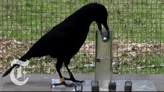 How Smart Are Crows  ScienceTake  The New York Times [upl. by September]