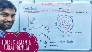 Description of flowering plants  Floral formula  Floral diagram [upl. by Hogue696]