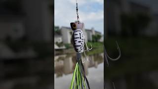 Arbogast Hula Popper is a Cheat Code for Nice Bass [upl. by Elohcin]