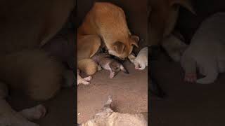 🐕 Tiny Puppies Play Fighting – Cutest Battle 💥 cute doglife funnypupies animals [upl. by Shelburne]