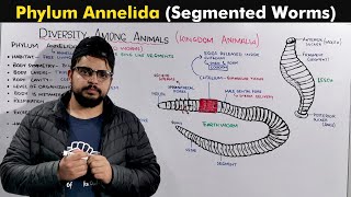 Phylum Annelida  Segmented Worms [upl. by Robinson9]