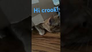 Crookshanks LOVES Boxes sillycat crazycat [upl. by Aidni]