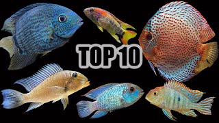 Top 10 Cichlids for a Community Aquarium [upl. by Nunciata146]