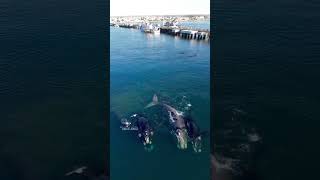 Puerto Madryn y sus ballenas [upl. by Esinart181]