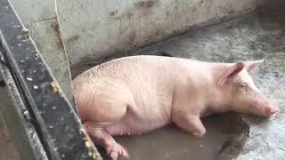 AgroAngels Starting Pig Farm In Nigeria [upl. by Eniale386]