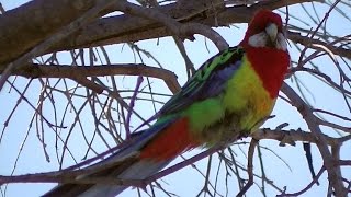 Eastern Rosella Parrot Chatting （⌒▽⌒） [upl. by Kinemod]