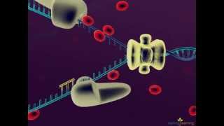 DNA Replication [upl. by Havens]