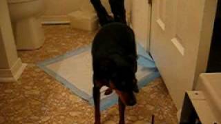 A miniature pinscher having a petit mal seizure [upl. by Leuqim]