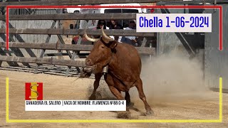 Chella 01 06 2024 Ganadería el Salero [upl. by Neehsas870]