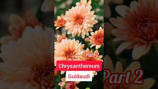 Chrysanthemum  Guldaudi ki Cutting Kaise Lagaye guldaudi [upl. by Corry]