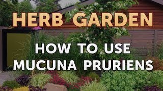 How to Use Mucuna Pruriens [upl. by Hsirt]