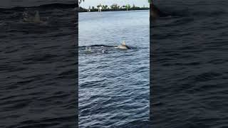 Family of dolphins playing—Maddys 3rd bday Sept 2024 [upl. by Nadoj]