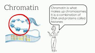 The Excel Cycle Whats the difference between chromatin chromosomes and chromatids [upl. by Andria]