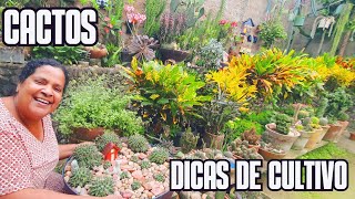 DICAS DE COMO MONTAR UMA BACIA DE CACTOS COMO CULTIVAR  CACTOS EXÓTICOS  COLÔNIAS  CACTO BOLA [upl. by Brentt899]