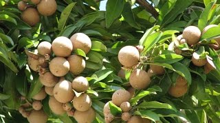 Sapodilla Fruit Tree [upl. by Skipp]