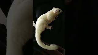 Sugi Putih Lagi Makan Mealworms  Leucistic Sugar Glider [upl. by Licht488]