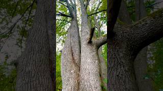 Unity in Nature Two Trees Entwined Along the Trail nature forestexploration naturehike [upl. by Tillinger85]