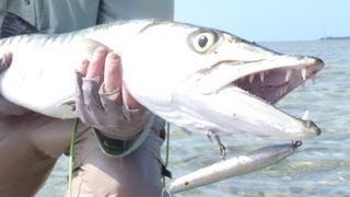 Barracuda Fishing Wading the Florida Keys Flats [upl. by Znarf618]