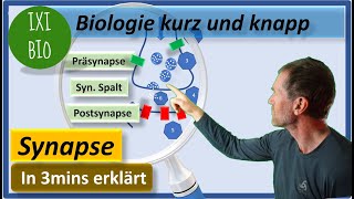 Aufbau und Funktionsweise chemische Synapse  Vorbereitung auf Biologie Abitur 15 Punkte in Bio [upl. by Ellary619]