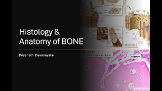 Anatomy amp Histology of Bone [upl. by Lole]