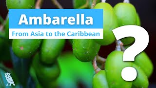 What is Ambarella  Fruits You Probably Never Heard Of  Ep 21 [upl. by Odinevneib954]