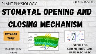 Plant Physiology Stomatal Opening and Closing Mechanism  Detailed CSIRNET JRF GATE [upl. by Acisej]