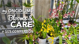 ONCIDIUM ORCHIDS Blooms amp Care  How To Water amp Fertilize Oncidiums  Medium Pot amp Size Comparison [upl. by Ynattirb]