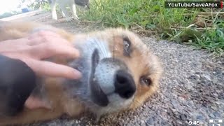 Giggling foxes help promote rescue efforts [upl. by Eelyab]