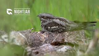 Nightjar Song [upl. by Fitts]