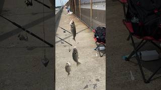 Triple Up Spot Croakers queens nyc bridgefishing bridge fishing brooklyn longisland spots [upl. by Bolton603]