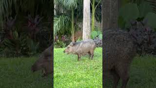 Meet the Javelina animals naturedocumentary nature javelinas [upl. by Eisler834]