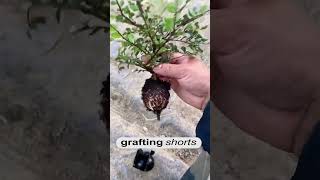 New grafting process l grafting shorts [upl. by Aleyam813]