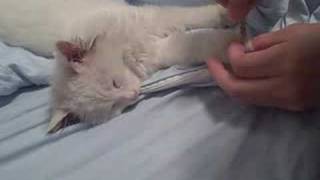 How to clip a sleeping cats claws [upl. by Atinot]