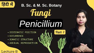 Fungi  Penicillium Part1  in Hindi  Botany  B Sc amp M Sc [upl. by Assylem]