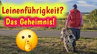 🐶👍Leinenführigkeit trainieren Das Geheimnis für einen entspannten Spaziergang 🥰 3 Tipps ✅ [upl. by Yhtir]