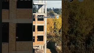 street dog vs German Shepherd 🧐🧐🤓🤓🤔🤔 dog comedy shorts memes [upl. by Huttan]