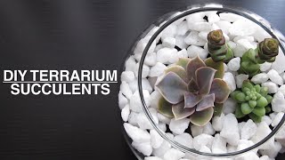 DIY  Succulent Plant Terrarium [upl. by Airrat]