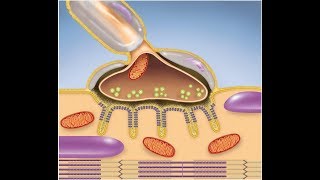 Muscular System The Neuromuscular Junction [upl. by Cordle]