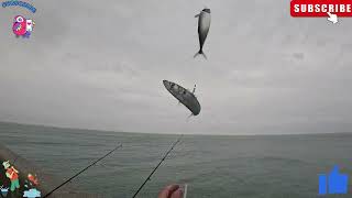 Admiralty Pier fishing on a rainy day doverfishing fishing sharkfishing pouting mackerel uk [upl. by Akel]