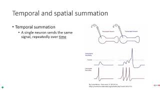 PE 220  Lecture 311  Graded potentials [upl. by Lomaj]