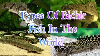 Types Of Bichir Fish In The World [upl. by Leona]