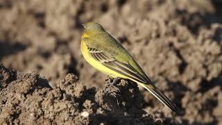 Western Yellow Wagtail Motacilla flava  נחליאלי צהוב [upl. by Lirbaj505]