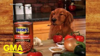 Celebrating 30 years of iconic Bush’s Beans ad [upl. by Atinaj]