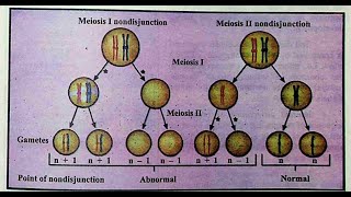 Importance of meiosis nondisjunction and cell death [upl. by Moselle]