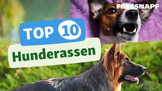 Top 10 Hunderassen [upl. by Ahsenar]