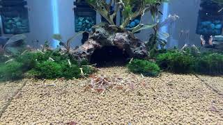 Short Video of our Red Galaxy Pinto Shrimp SSS Grade  CARIDINA CANTONENSIS [upl. by Yessej260]