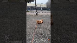 norwich собака norwichterrier норвич pets puppy funnydogs [upl. by Else]