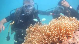 Scuba Diving  Havelock Island Andaman [upl. by Lori]